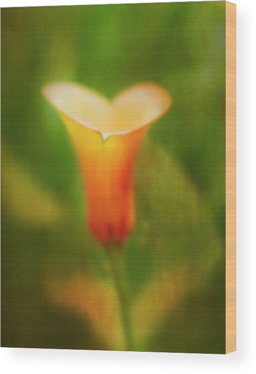 Calla Lily Wood Print featuring the photograph Offering. by Usha Peddamatham