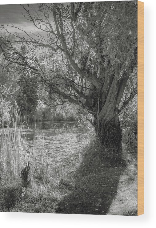 24-105 F/4 Is L Wood Print featuring the photograph Old Willow by Mark Mille