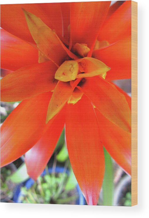 Orange Flower Wood Print featuring the photograph Orange Bromeliad by Lehua Pekelo-Stearns