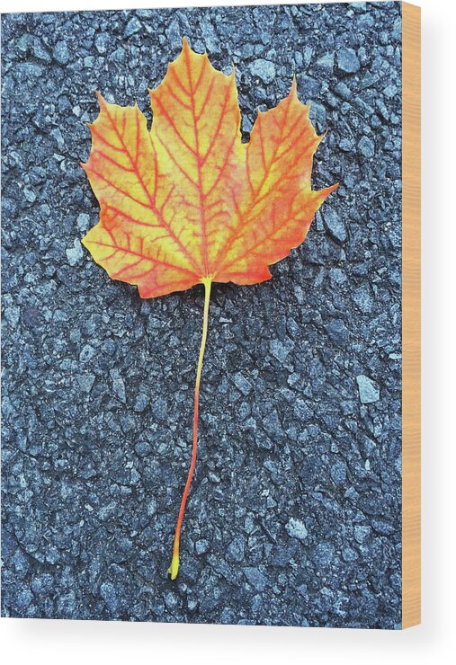 Maple Wood Print featuring the photograph Orange maple leaf by GoodMood Art
