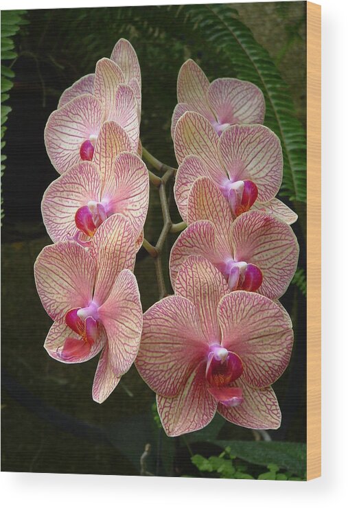 Orchids Wood Print featuring the photograph Orchid kisses by Andrea Everhard