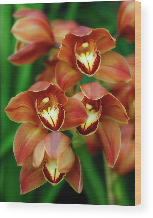 Orchidaceae Wood Print featuring the photograph Orchid Quartet by Cate Franklyn