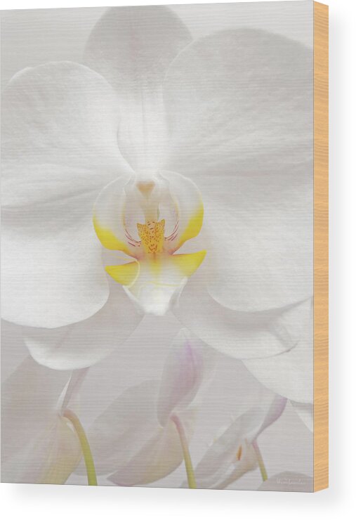 White Wood Print featuring the photograph Orchid by Wim Lanclus