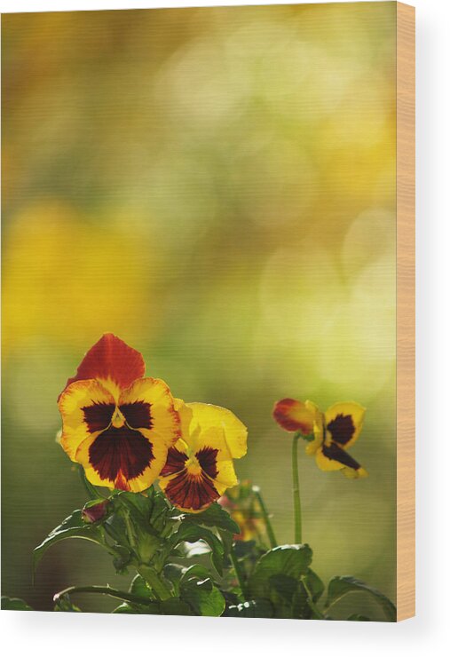 Flowers Wood Print featuring the photograph Pansies In The Autumn Glow by Dorothy Lee
