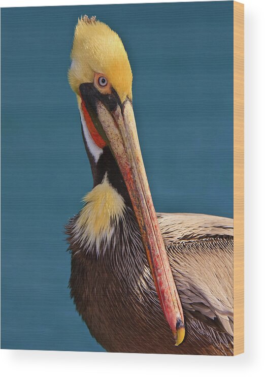 Pelican Wood Print featuring the photograph Pelican by Beth Sargent