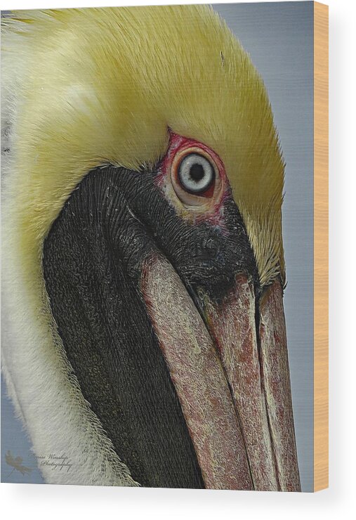 Pelican Wood Print featuring the photograph Pelican Up Close and Personal by Denise Winship