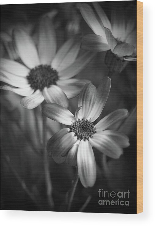 Flowers Wood Print featuring the photograph Pericallis Senetti Blue Bicolor In Monochrome by Dorothy Lee