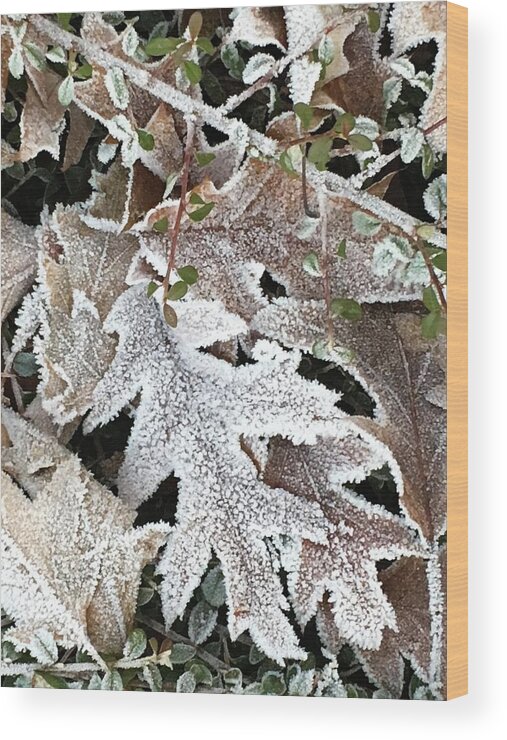 Pin Oak Wood Print featuring the photograph Pin Oak Leaves 2 by Kathryn Alexander MA