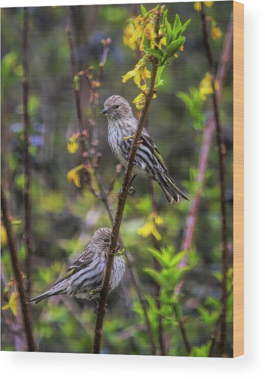 Pine Siskin Wood Print featuring the photograph Pine Siskin In SOuth Carolina by Bellesouth Studio