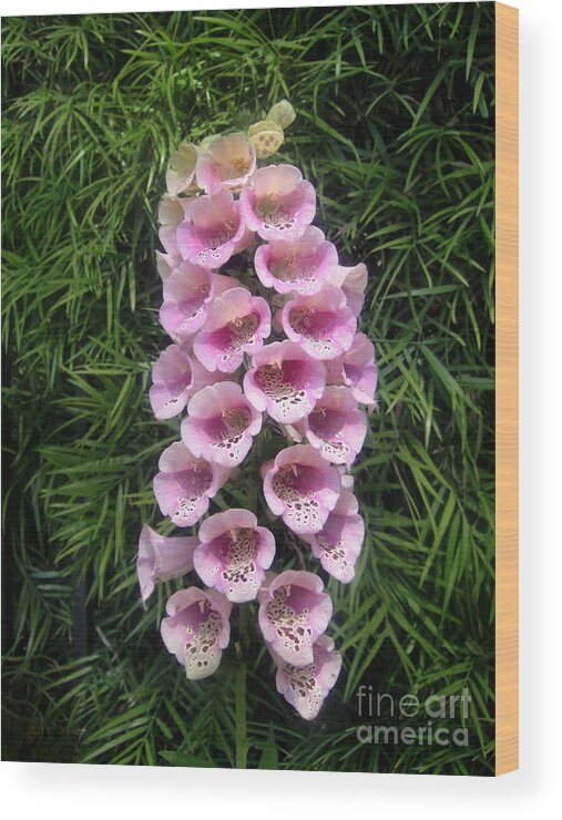 Pink Bell Flowers Wood Print featuring the photograph Pink bell flowers. Foxglove 01 by Sofia Goldberg