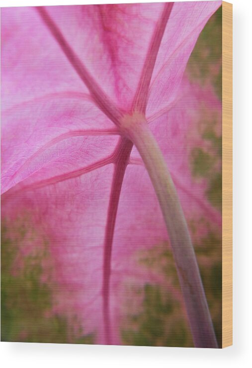 Pink Coleus Wood Print featuring the photograph Pink Coleus by Diane Moore