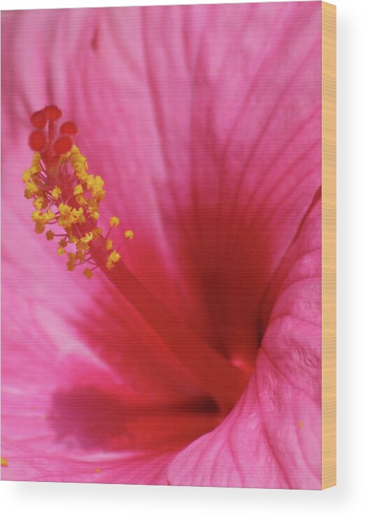 Hibiscus Wood Print featuring the photograph Pink Cotton Candy 02 by Pamela Critchlow