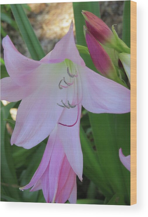 Flowers Wood Print featuring the photograph Pink Crinum Lily by Judith Lauter