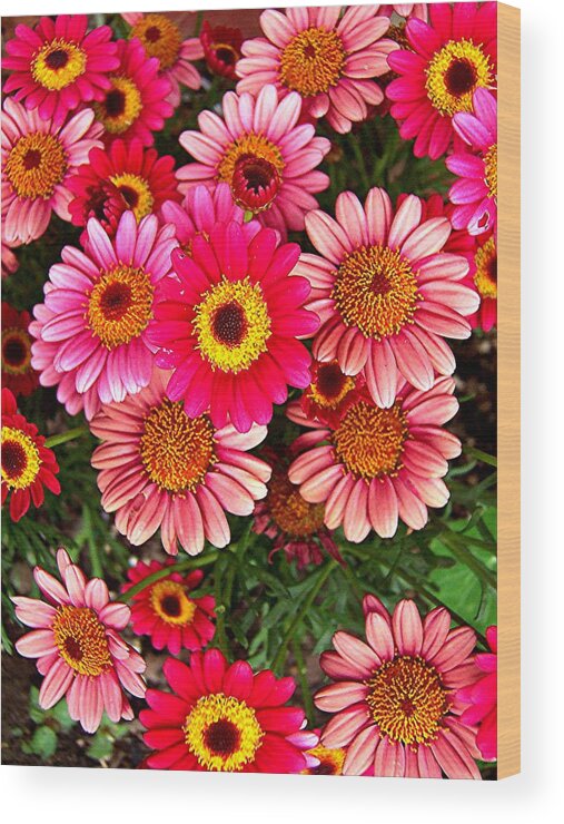 Mini Mums Wood Print featuring the photograph Pink Patterned Mums by Caroline Eve Urbania