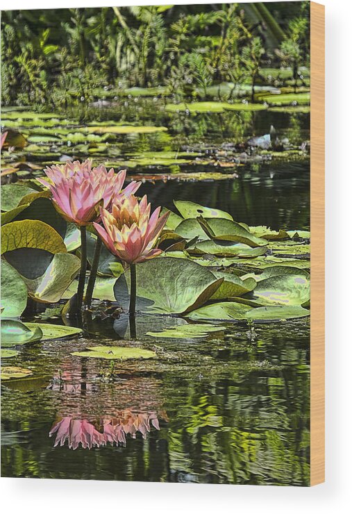 Water Wood Print featuring the photograph Pink Water Lily Reflections by Bill Barber