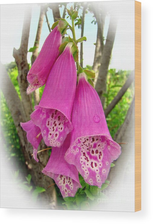 Flower Wood Print featuring the photograph Pretty Pink Foxgloves by Sue Melvin
