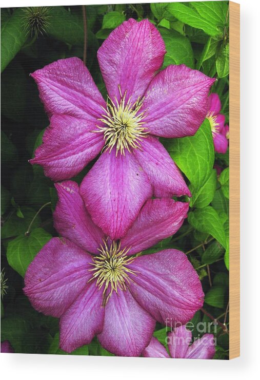 Clematis Wood Print featuring the photograph Purple Clematis 2 by William Kuta