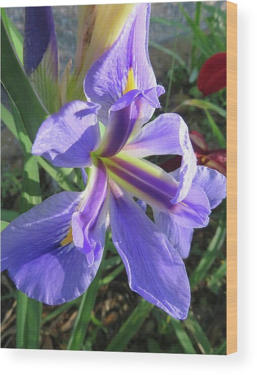 Flowers Wood Print featuring the photograph Purple Iris by Judith Lauter