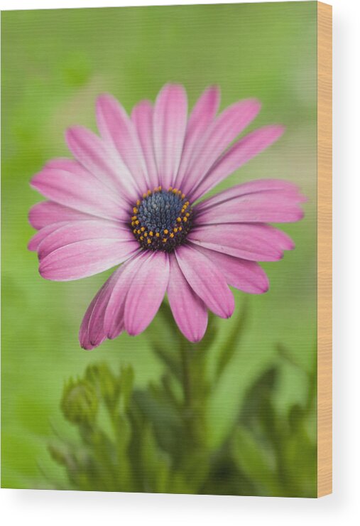 Flowers Wood Print featuring the photograph Purple Soprano Dreams by Dorothy Lee