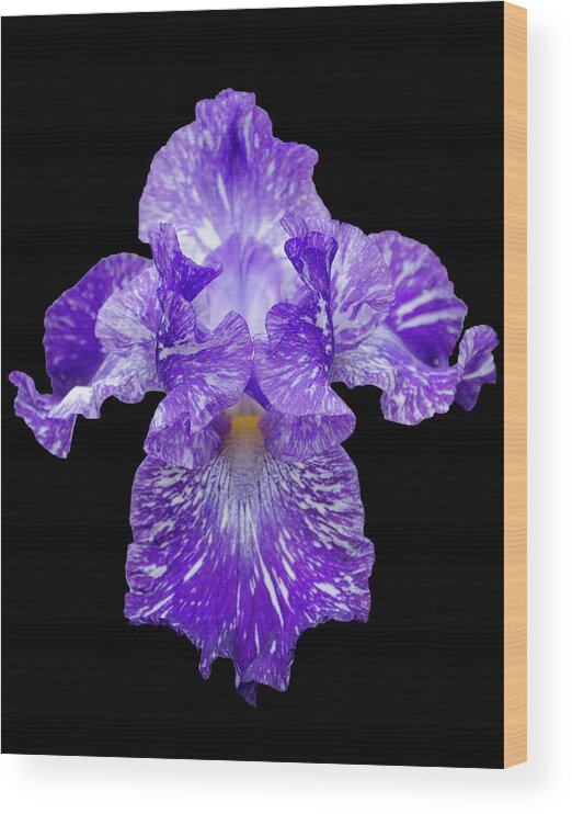 Iris Wood Print featuring the photograph Purple Streaker by GeeLeesa Productions