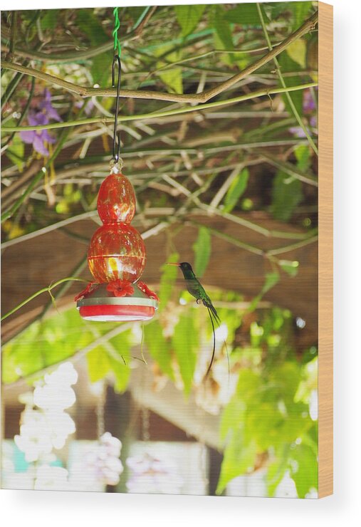 Hummingbird Wood Print featuring the photograph Quick Snack by Jessica Myscofski