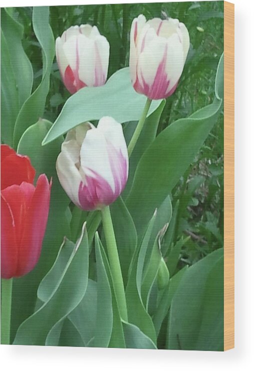 Tulips Wood Print featuring the photograph Red and White Tulips by Tim Donovan