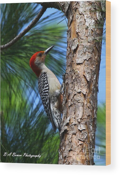 Red-bellied Woodpecker Wood Print featuring the photograph Red-bellied Woodpecker by Barbara Bowen