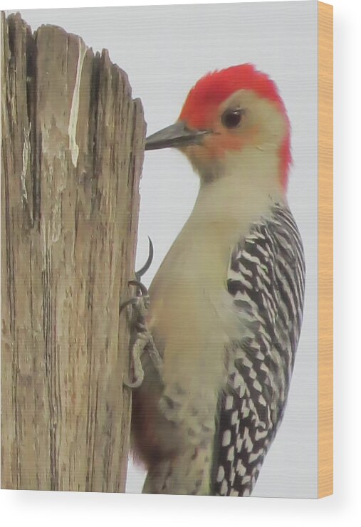 Birds Wood Print featuring the photograph Red-bellied Woodpecker II by Zina Stromberg