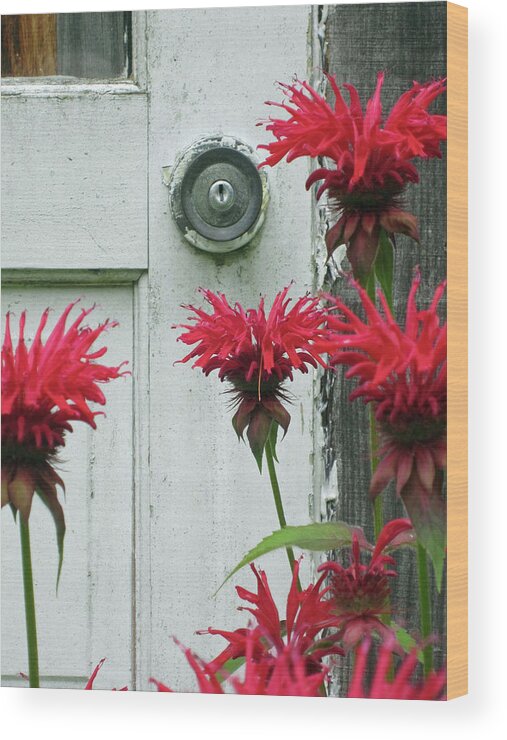 Red Bee Balm Wood Print featuring the painting Red Explosions by Simi Berman