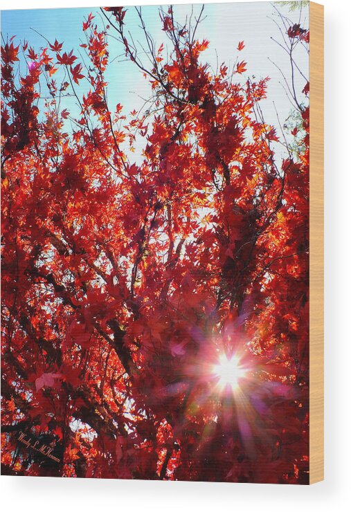 Trees Wood Print featuring the photograph Red Maple Burst by Wendy McKennon