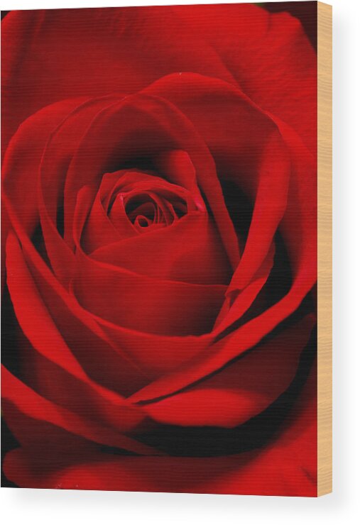 Flower Wood Print featuring the photograph Red Red Rose by Thomas Pipia