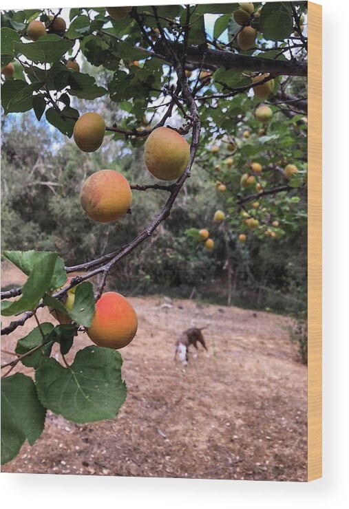 Fruit Wood Print featuring the photograph Ripening Apricots and a dog by Dina Calvarese