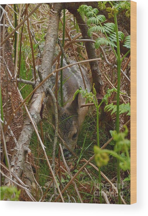 Roe Wood Print featuring the photograph Roe Deer Fawn #2 by Phil Banks