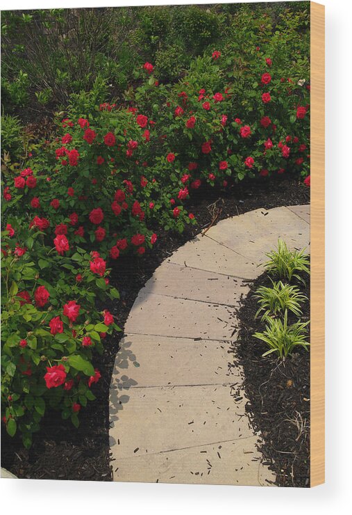 Flowers Wood Print featuring the photograph Rose Garden Path by Dorothy Lee