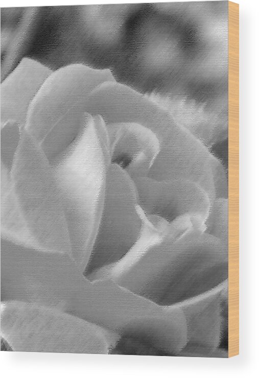 Flower Wood Print featuring the photograph Rose by John Bradburn