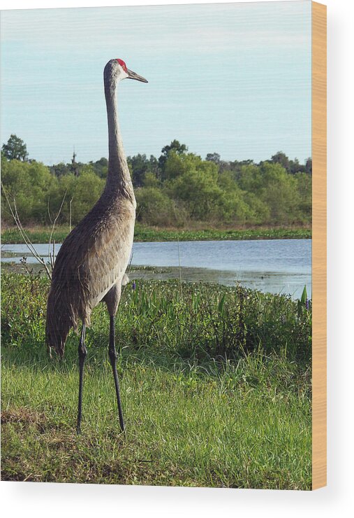 County Park Wood Print featuring the photograph Sandhill Crane 019 by Christopher Mercer