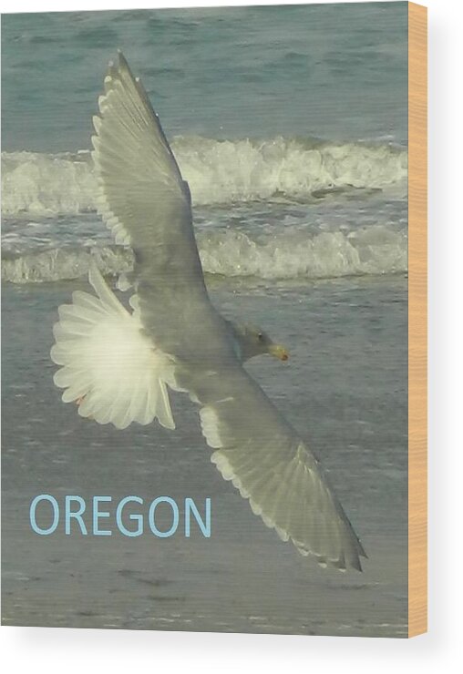Seagull Wood Print featuring the photograph Seagull Beauty by Gallery Of Hope 