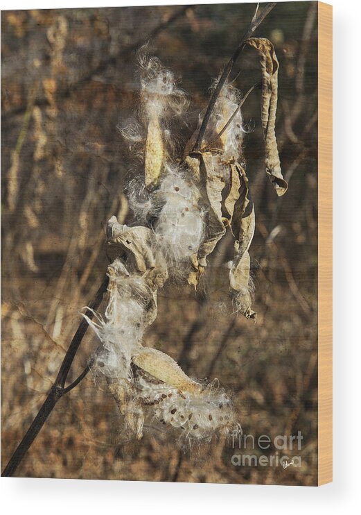 Seed Wood Print featuring the photograph Seed Pods and Textures by Alana Ranney