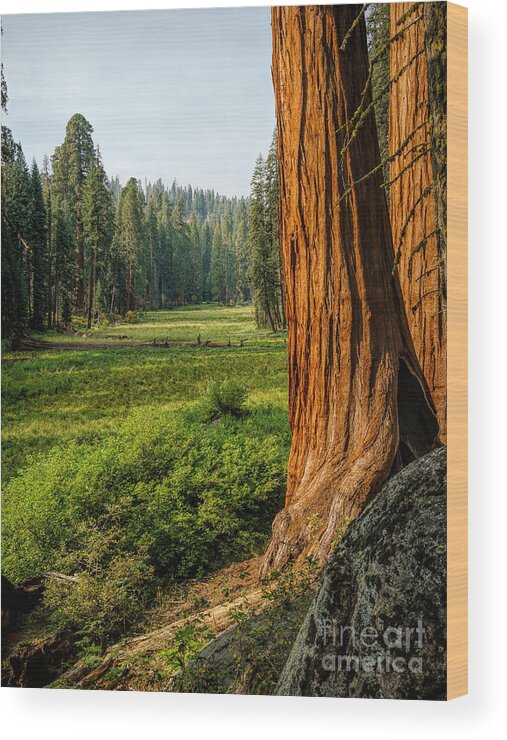 Crescent Meadows Wood Print featuring the photograph Sequoia NP Crescent Meadows by Daniel Heine