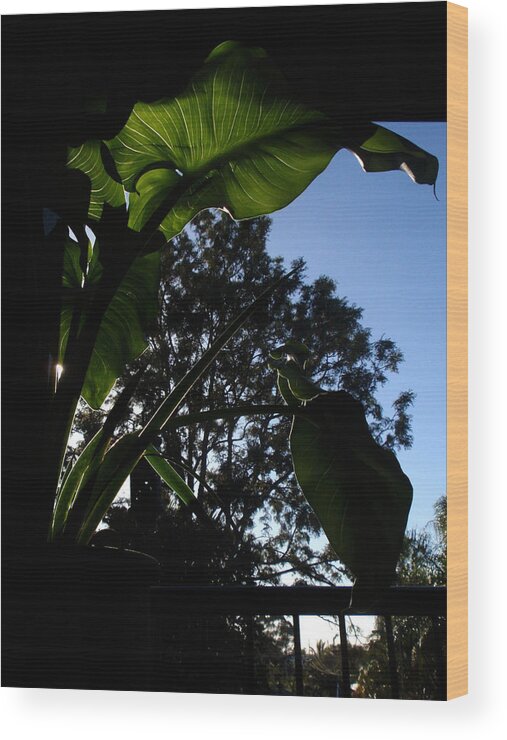 Leaves Wood Print featuring the photograph Shadow and light by Edan Chapman