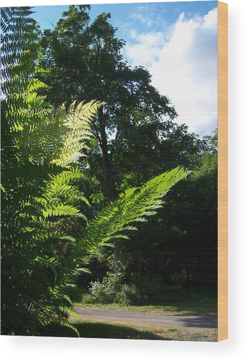 Shad Wood Print featuring the photograph Shads Of Green by Ken Day