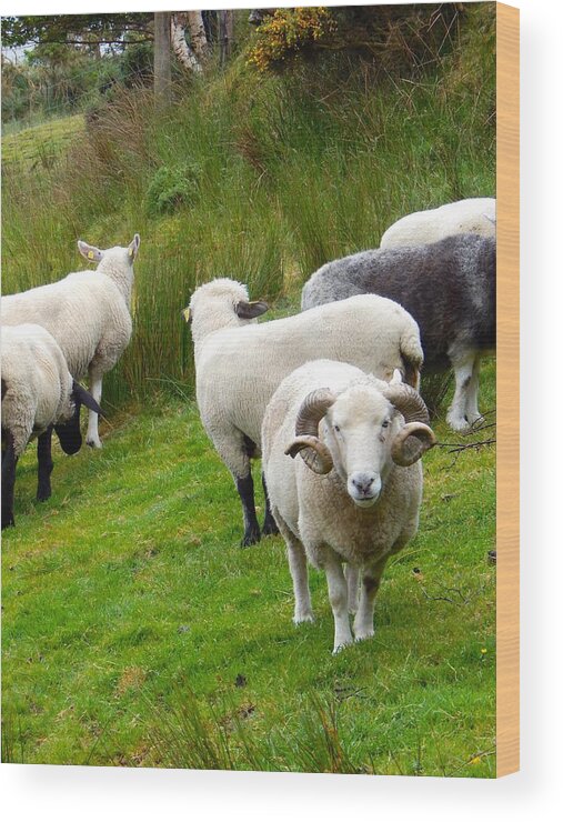 Ireland Wood Print featuring the photograph Sheep with culed horns by Sue Morris