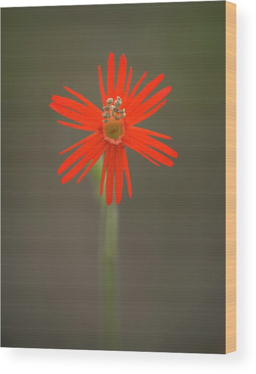 Indian Pink Wood Print featuring the photograph Silene laciniata - Indian pink by Alexander Kunz
