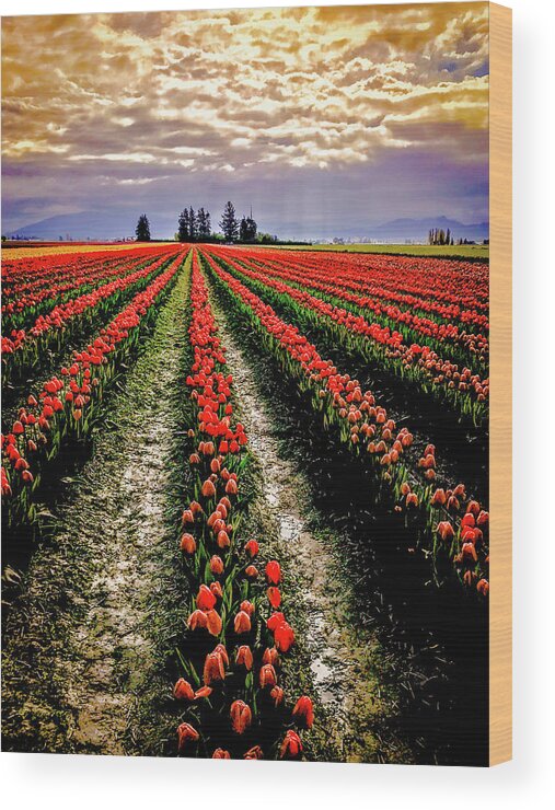 Skagit Valley Tulips Visitors From All Over The World Make The Journey To The Annual Skagit Valley Tulip Festival Wood Print featuring the photograph Skagit Tulips 2018 by Craig Perry-Ollila