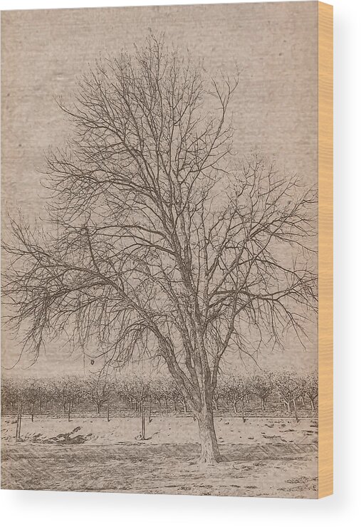 Winter Wood Print featuring the photograph The Tree by Jonathan Nguyen