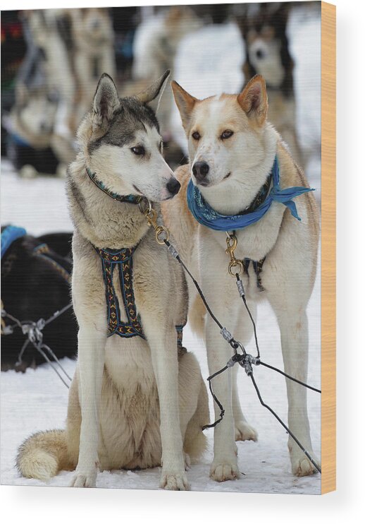 Dog Wood Print featuring the photograph Sled Dogs by David Buhler