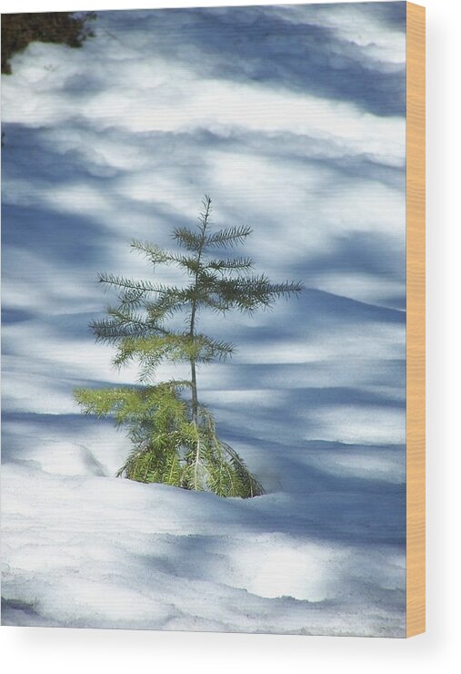 Sappling Wood Print featuring the photograph Snow Tree by Gene Ritchhart