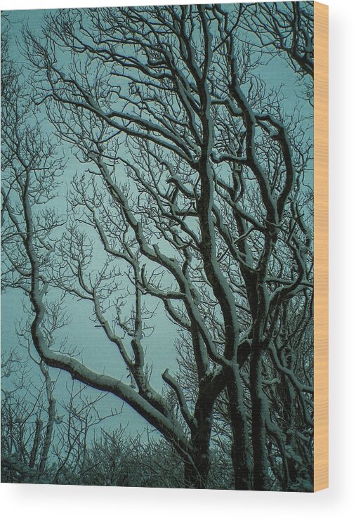 Snow Wood Print featuring the photograph Snowy Branches by Richard Brookes