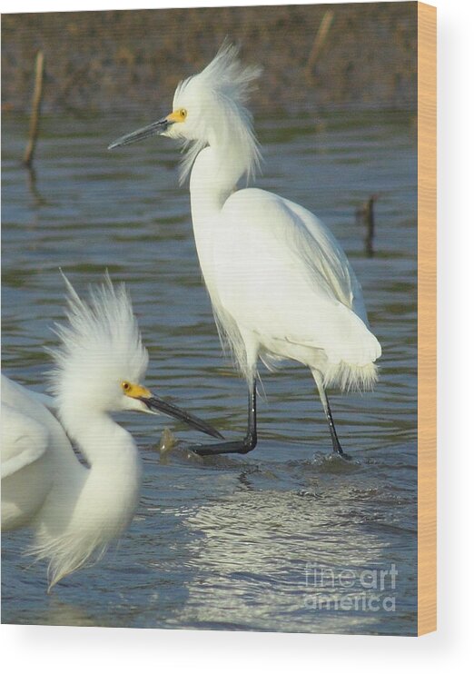 Nature Wood Print featuring the photograph Snowy Egrets by Robert Frederick