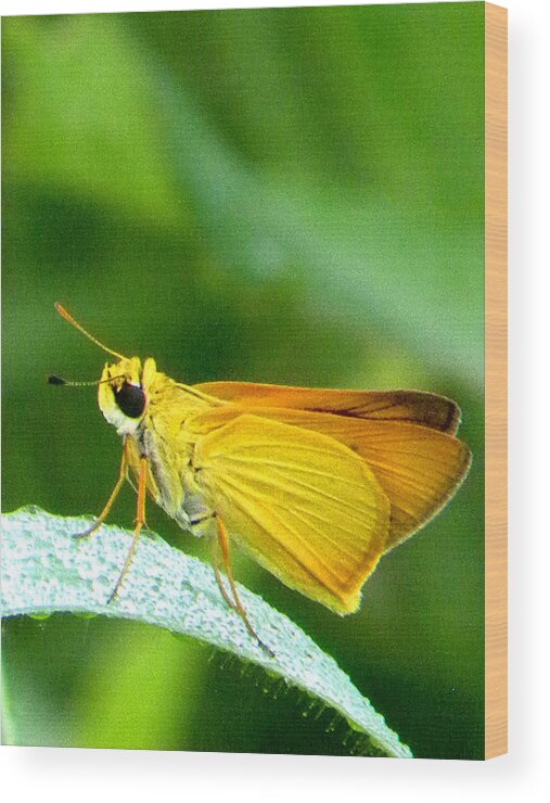 Skipper Butterfly Wood Print featuring the photograph Southern Skipperling Butterfly 001 by Christopher Mercer